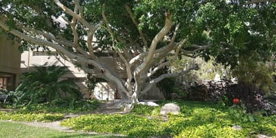 הגן הבוטני של קיבוץ עין-גדי